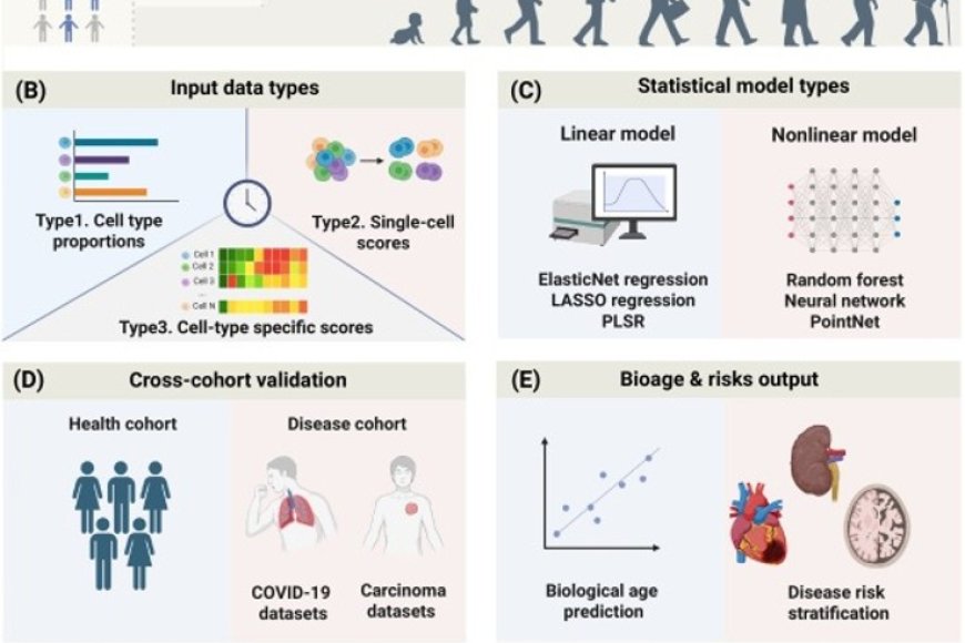 Immune aging at single-cell resolution