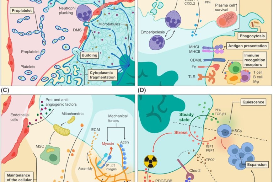 Megakaryocytes balance tissue residency and platelet production