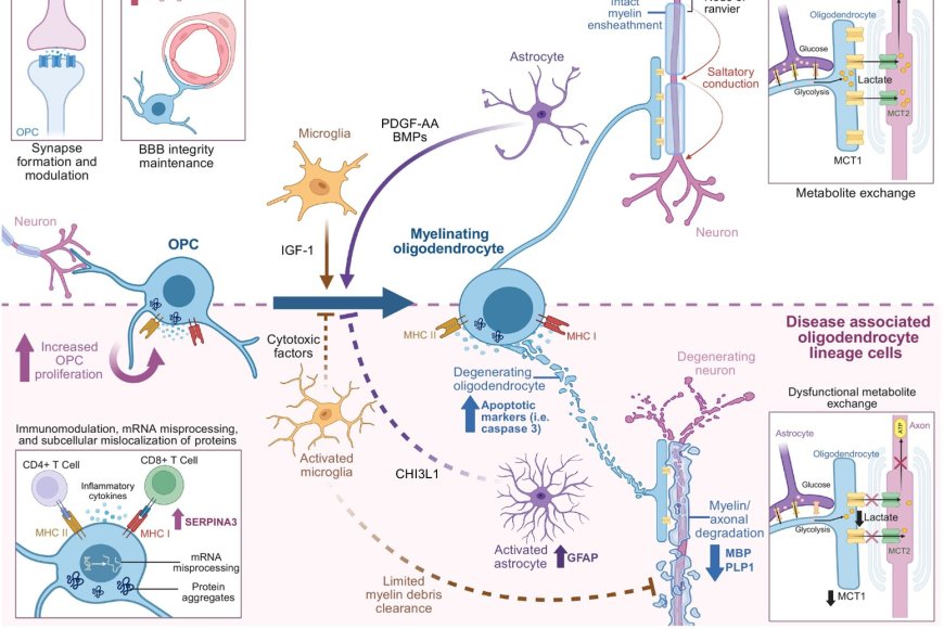Human stem cell models to evaluate role of oligodendrocytes in ALS