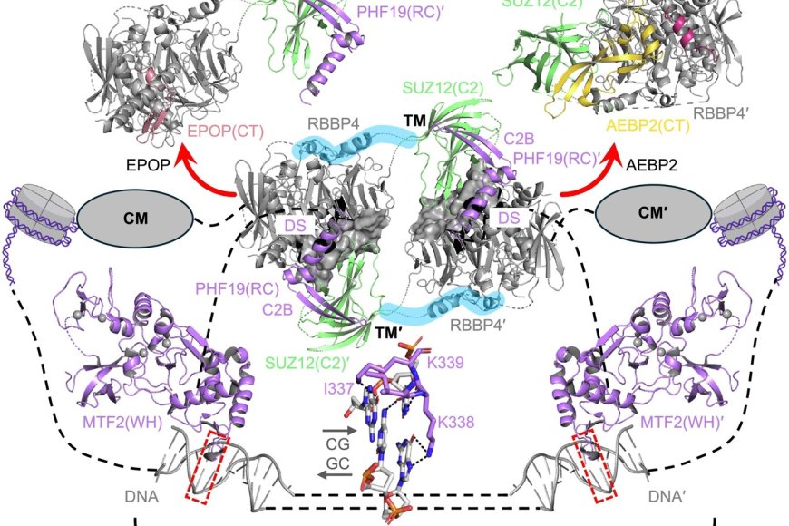 Structural insights into PRC2 function in development and disease