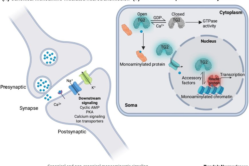 Biogenic amine signaling in the brain