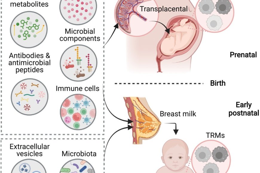 Maternal diet and tissue-resident macrophages