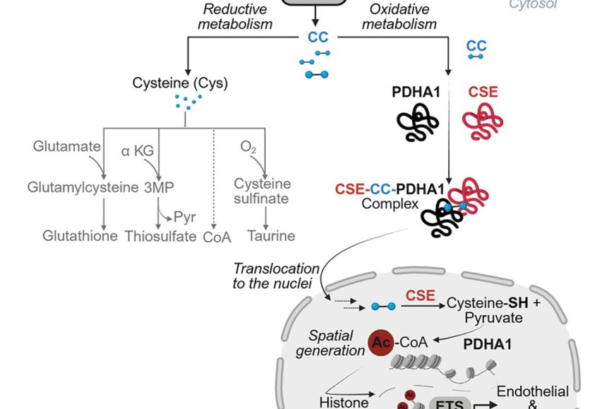 Cystine import and oxidative catabolism fuel vascular growth and repair ...