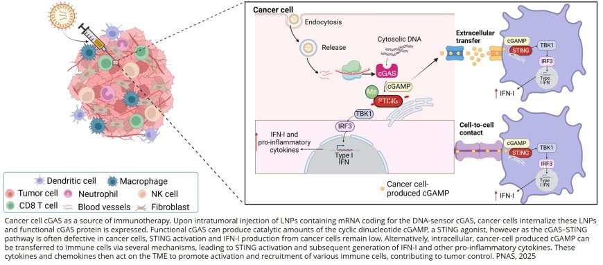 Eliminating cancer by harnessing tumor cell signaling