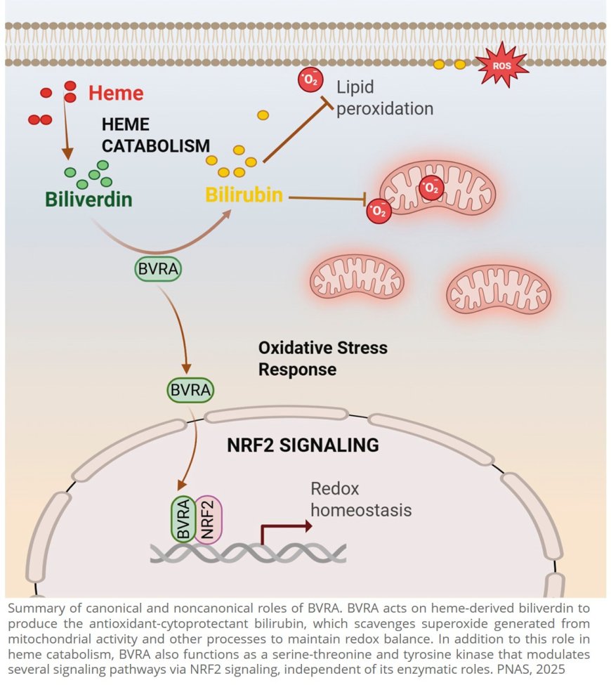 Biliverdin reductase A is a major determinant of protective NRF2 signaling