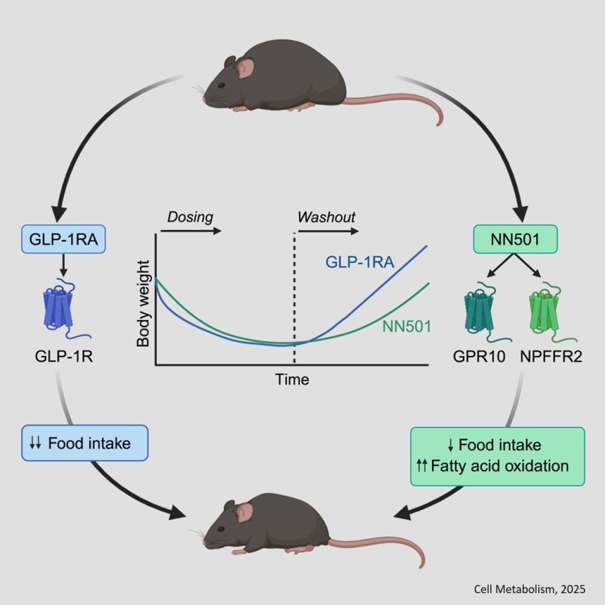 Analog of prolactin-releasing peptide reduces body weight primarily through sustained fatty acid oxidation rather than hypophagia