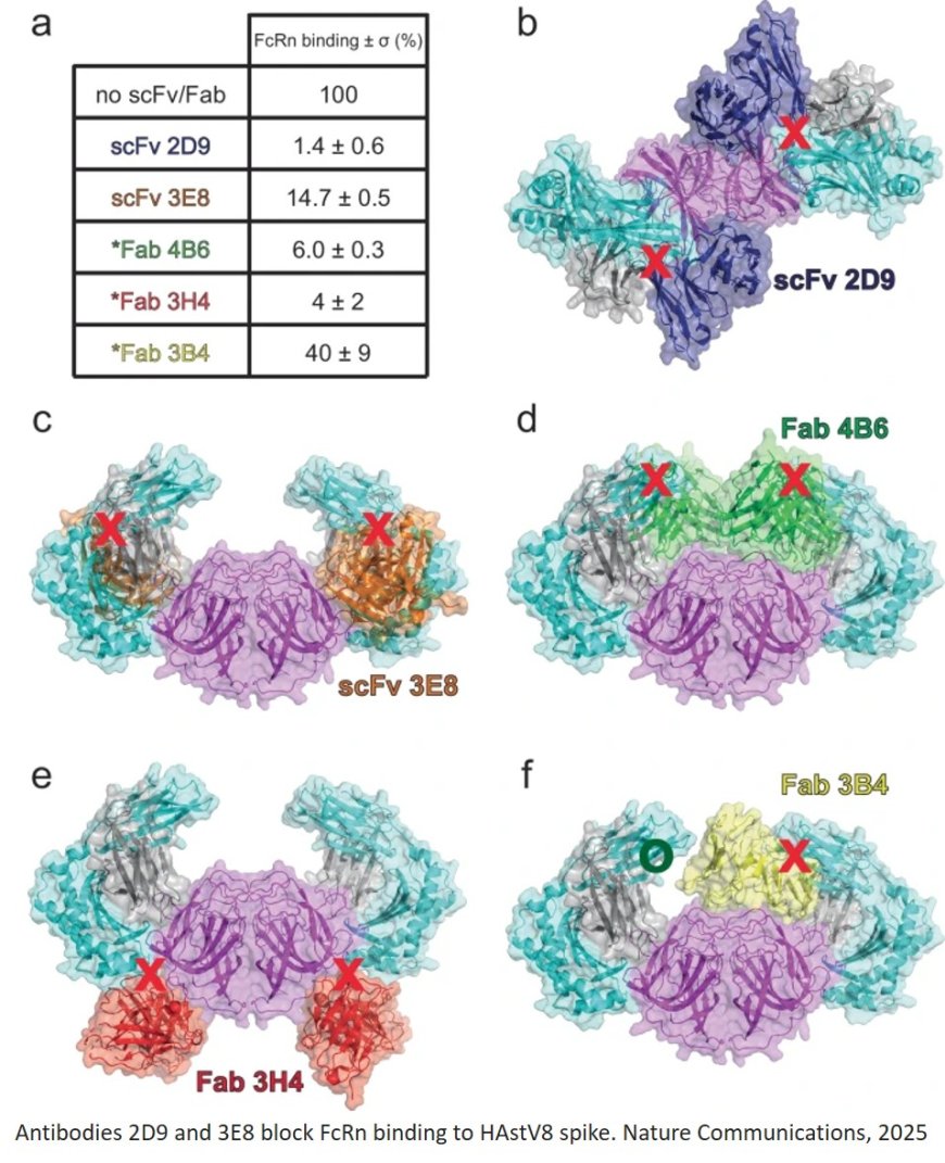 Structure of the human astrovirus capsid spike in complex with the neonatal Fc receptor