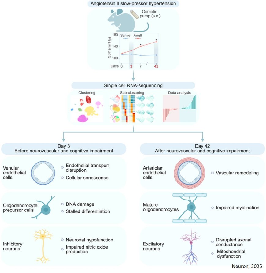 Hypertension affects the brain much earlier than expected