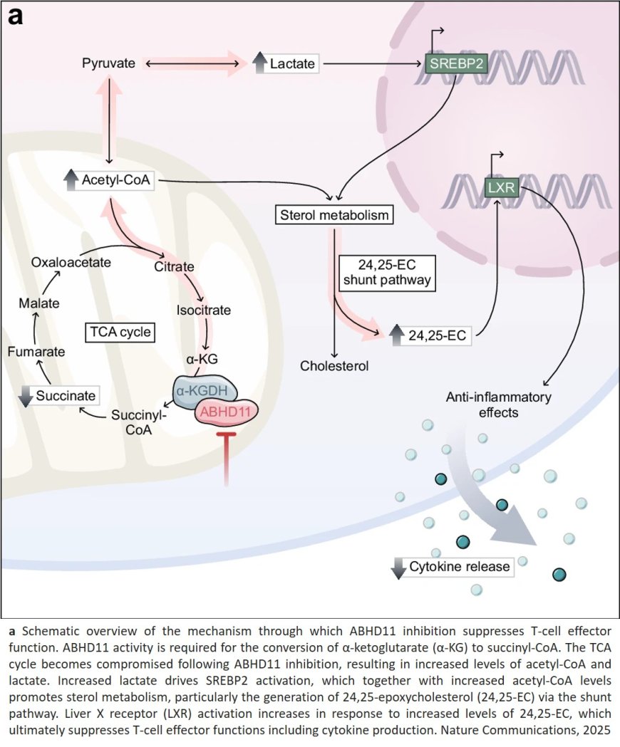 Mitochondrial ABHD11 inhibition drives sterol metabolism to modulate T-cell effector function