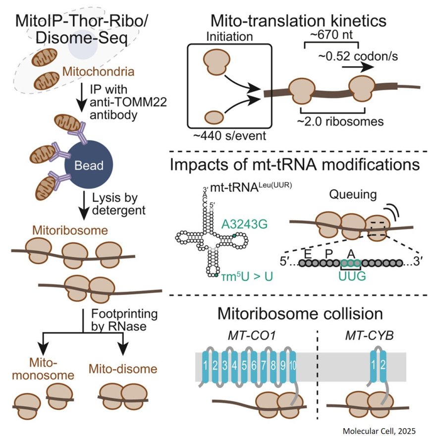 Monitoring the complexity and dynamics of mitochondrial translation