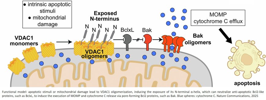 Structural basis of apoptosis induction by the mitochondrial voltage-dependent anion channel