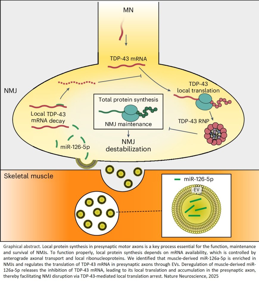 Muscle-derived miR-126 regulates TDP-43 axonal local synthesis and NMJ integrity in ALS models