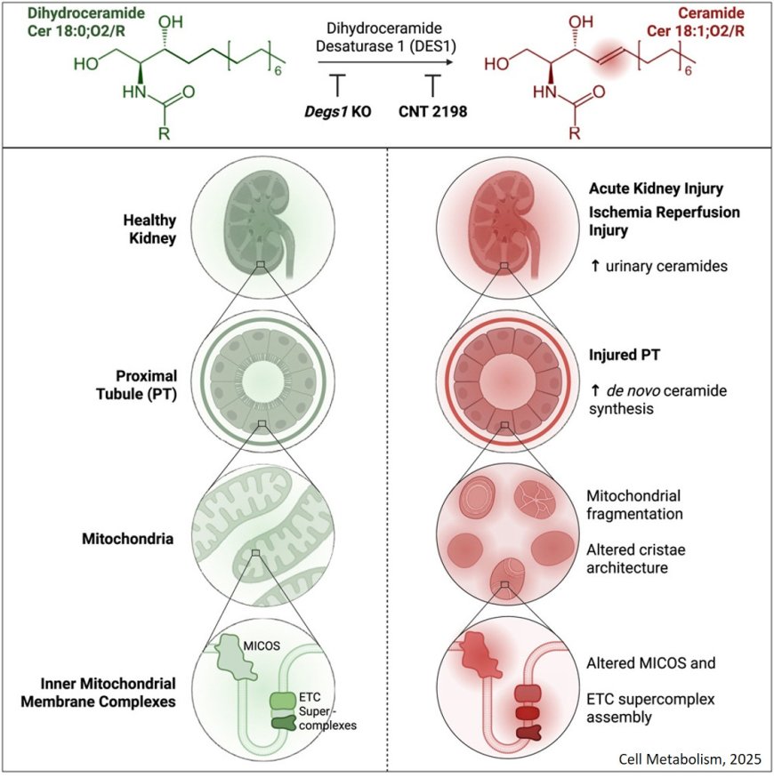Remodeling of the ceramide backbone prevents kidney injury