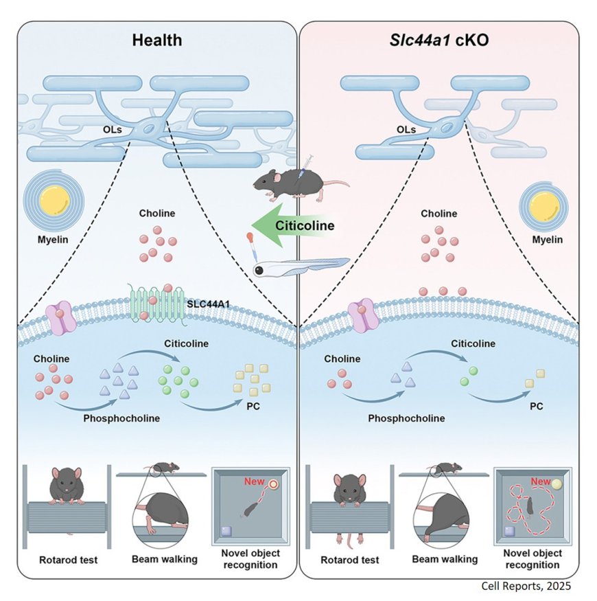 SLC44A1 deficiency impedes myelin development in the central nervous system