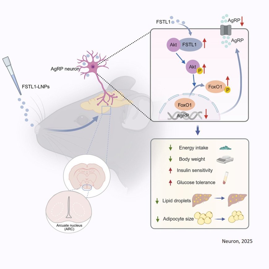 Reversal of diet-induced obesity by central insulin sensitizer FSTL1