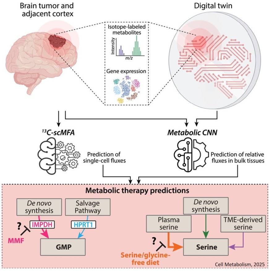 Digital twins for in vivo metabolic flux estimations in patients with brain cancer