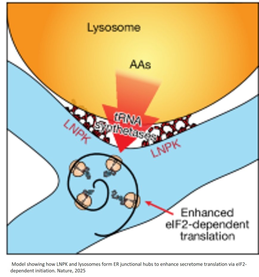 How cells orchestrate protein production