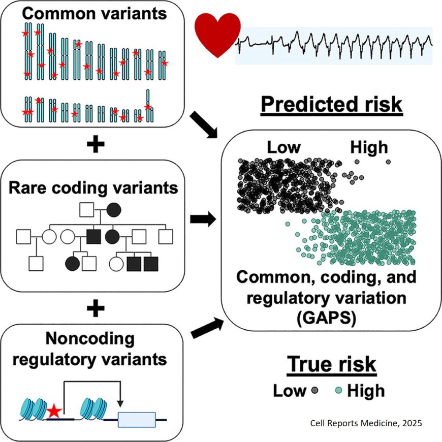 Maternal diabetes programs sexually dimorphic early-onset cardiovascular dysfunction in metabolically healthy offspring