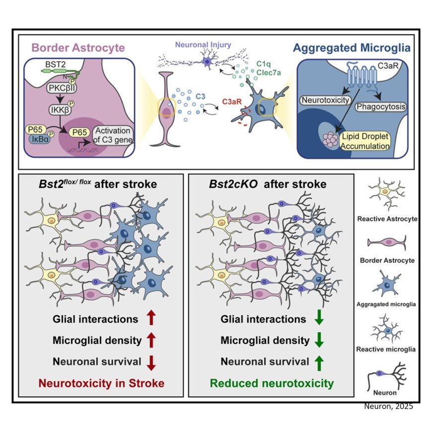 BST2 expression at astrocyte borders promotes microglial recruitment via the C3/C3aR signaling