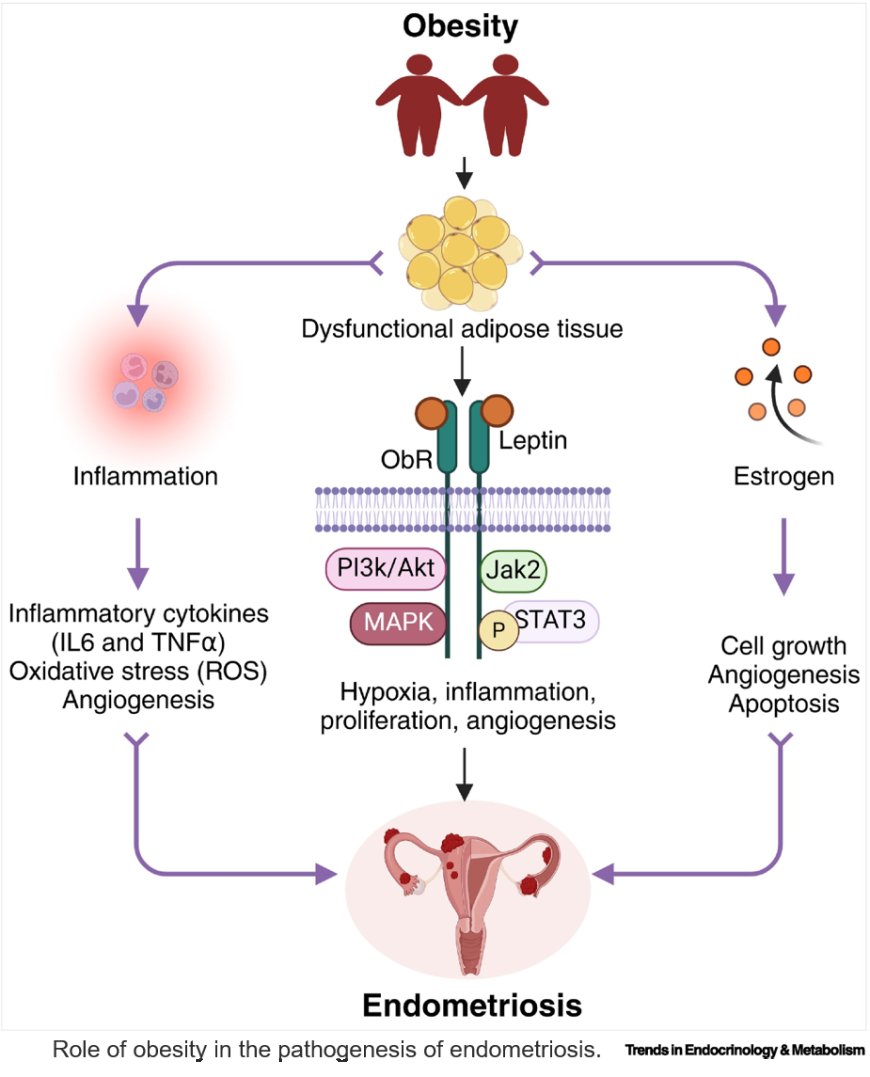 The interplay between endometriosis and obesity