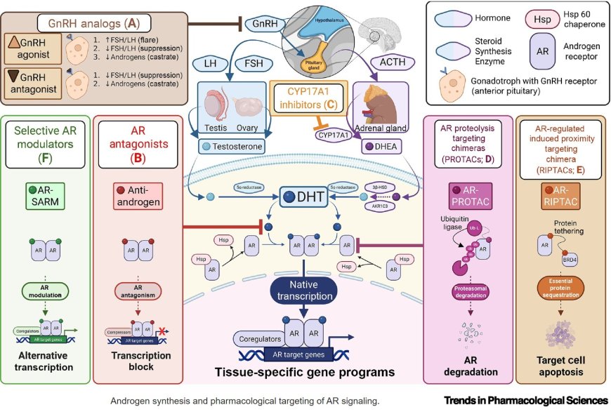 Targeting androgen receptor signaling to enhance cancer immunotherapy