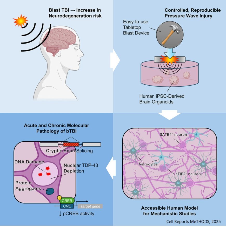 A tabletop blast device for the study of the long-term consequences of traumatic brain injury on brain organoids