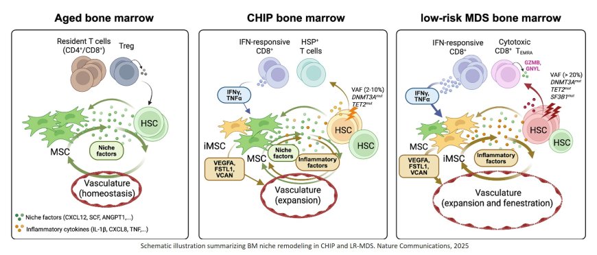 Inflammatory stromal and T cells mediate human bone marrow niche remodeling in clonal hematopoiesis and myelodysplasia