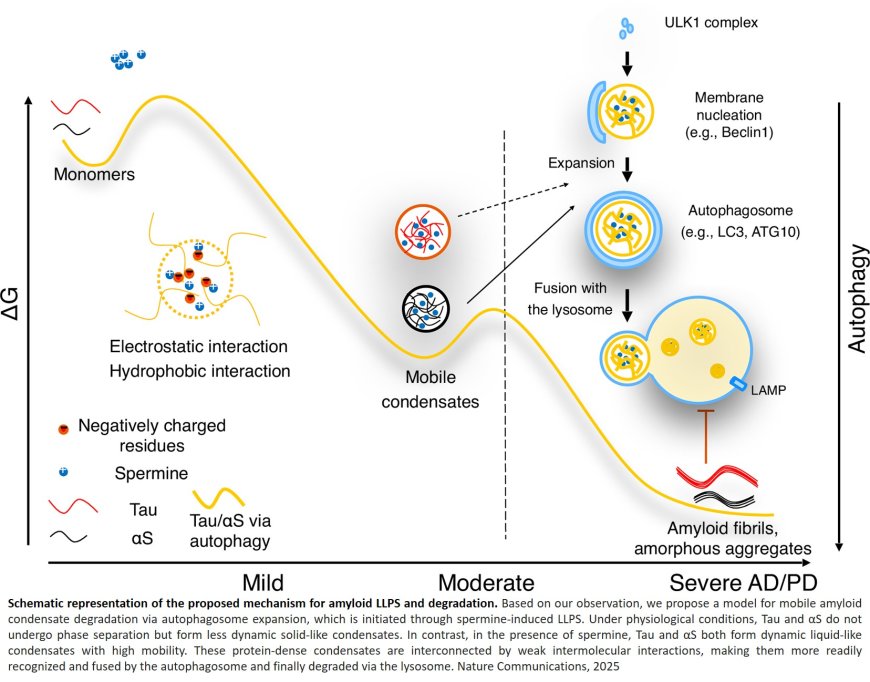 Spermine modulation of Alzheimer’s Tau and Parkinson’s α-synuclein: implications for biomolecular condensation and neurodegeneration