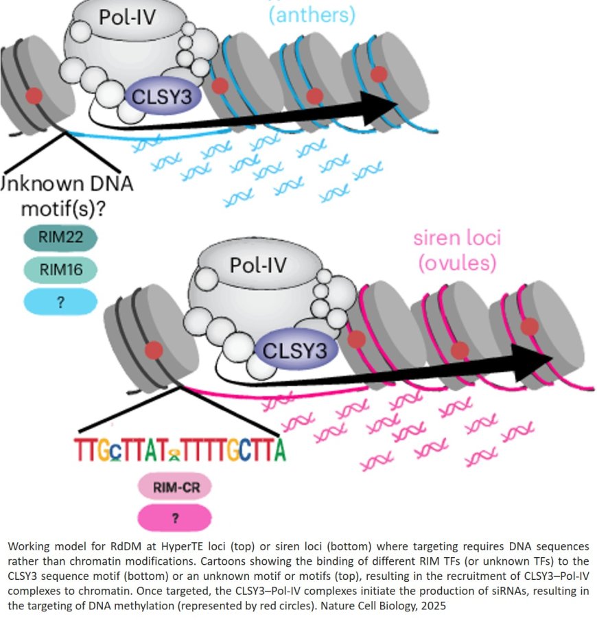 Transcription factors instruct DNA methylation patterns in plant reproductive tissues