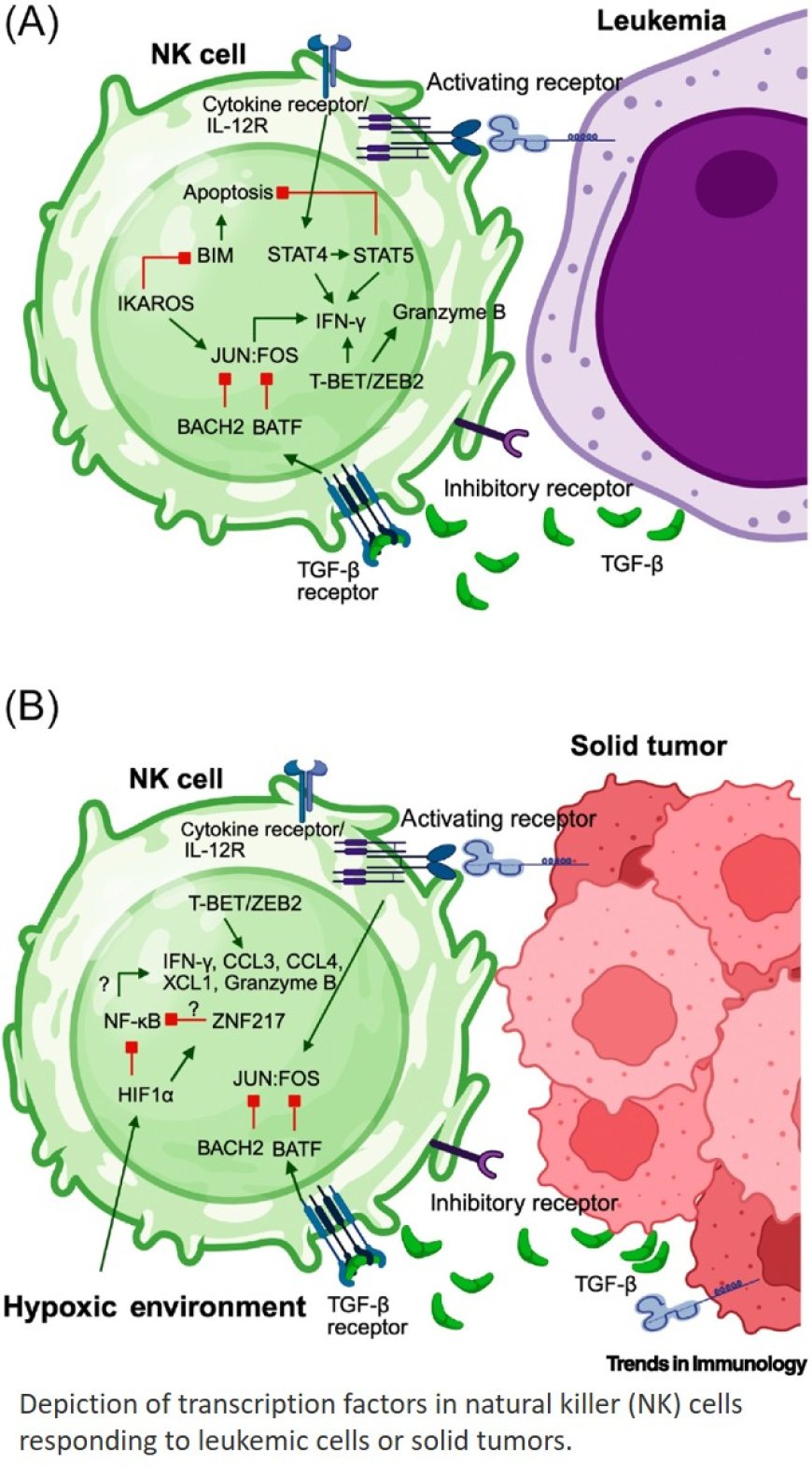 Transcriptional control of natural killer cell antitumor activity