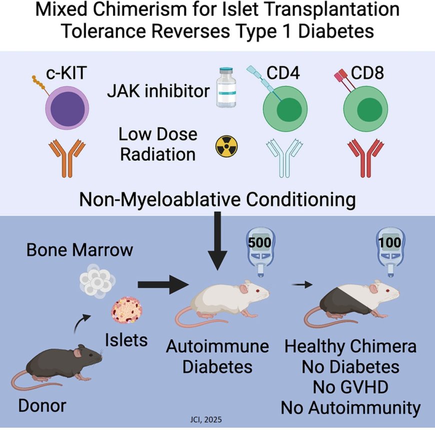Curing autoimmune diabetes in mice with islet and hematopoietic cell transplantation after CD117 antibody-based conditioning