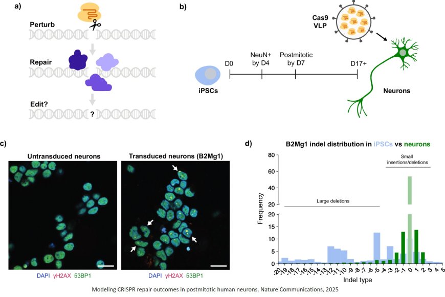 Characterizing and controlling CRISPR repair outcomes in nondividing human cells