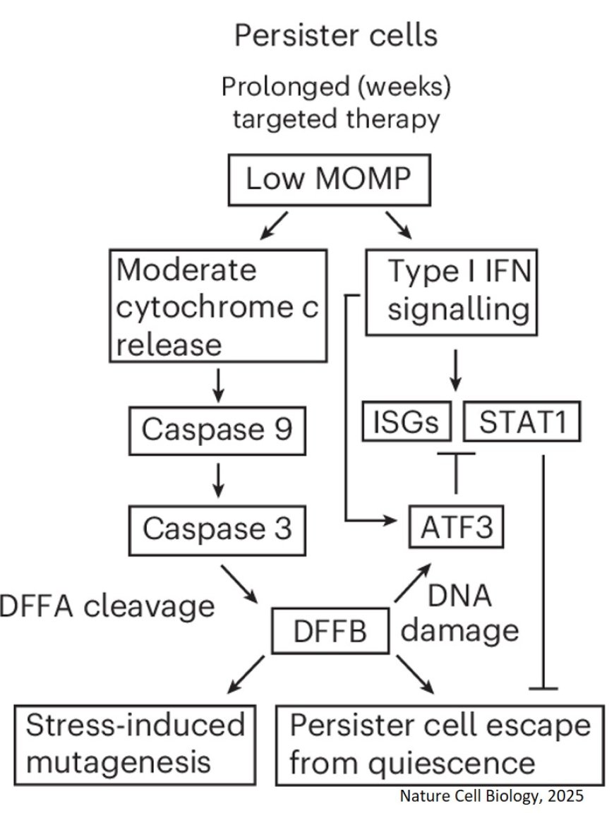 Cancer uses cell death proteins to survive treatment and regrow