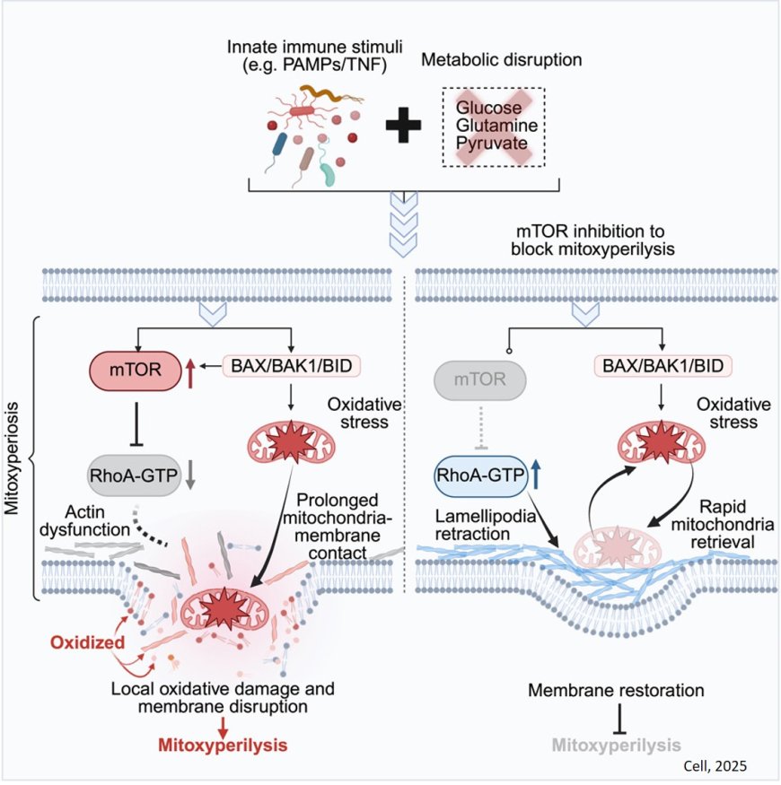 A new cell death pathway, mitoxyperilysis, from Inflammation and metabolic stress