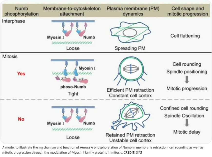 Mechanism of plasma membrane remodeling that drives mitotic cell rounding