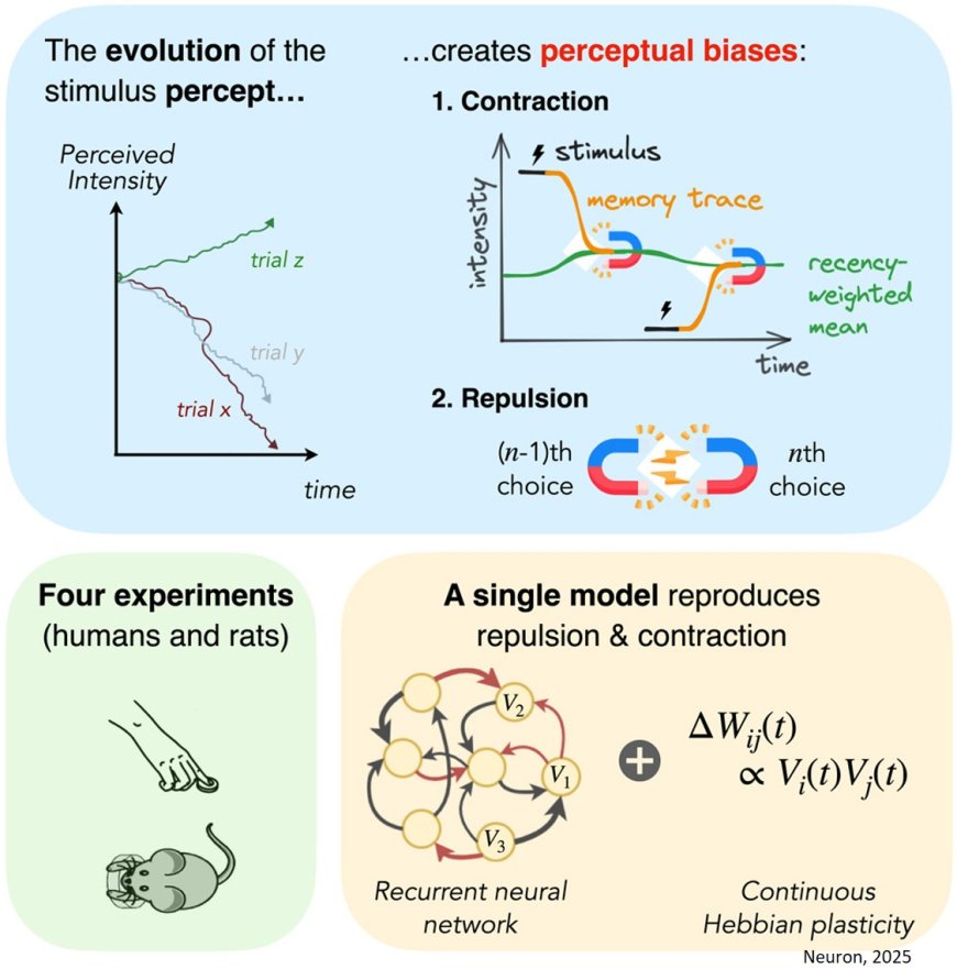 Diverse perceptual biases emerge from Hebbian plasticity in a recurrent neural network model