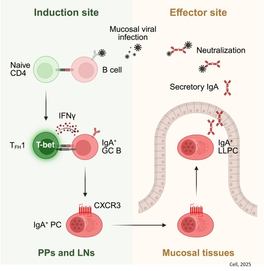 How the gut builds long-lasting immunity after viral infections
