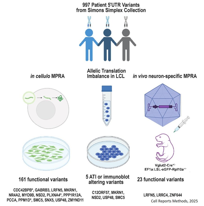 Approaches for identification of 5′ UTR mutations impacting translation and protein production from neurodevelopmental disorder genes