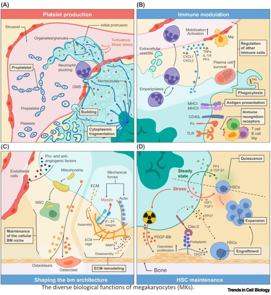 Homeostasis of megakaryocytes: balancing tissue residency and consumptive platelet production