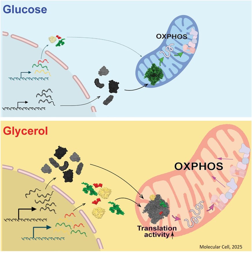 Metabolic environment-driven remodeling of mitochondrial ribosomes regulates translation and biogenesis