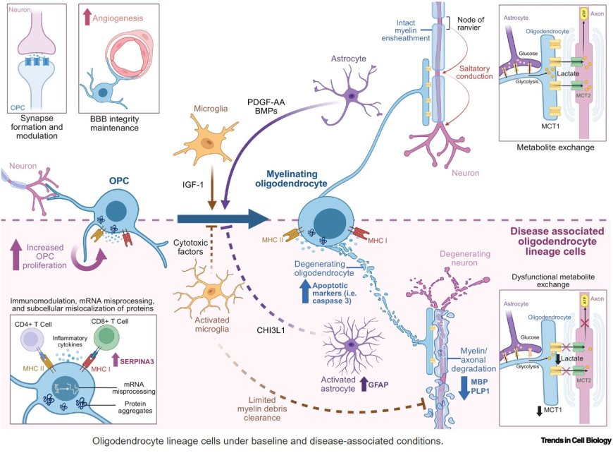 Revisiting oligodendrocytes in amyotrophic lateral sclerosis using human multicellular stem cell models