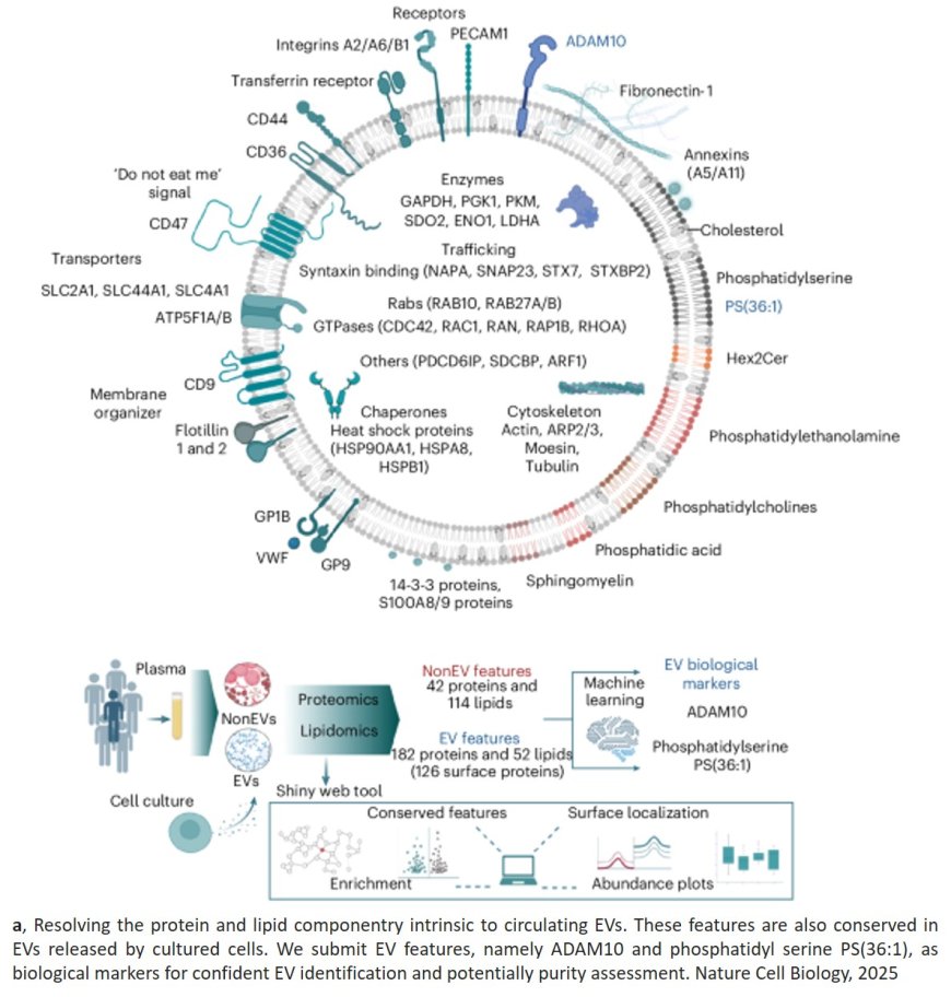 Mapping the molecular blueprint of blood’s secret messengers