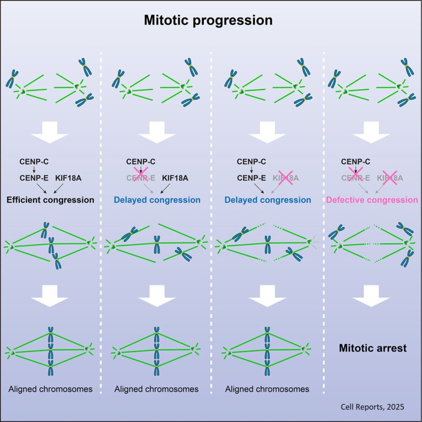Cooperative motor proteins found to kill cancer cells when dual-inhibited