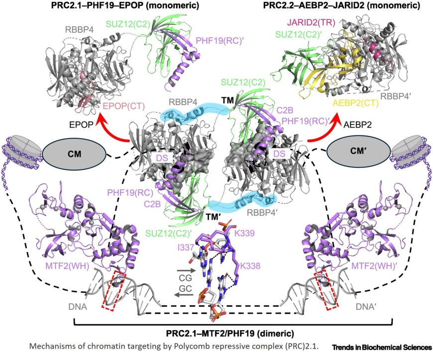 Structural insights into PRC2 function in development and disease