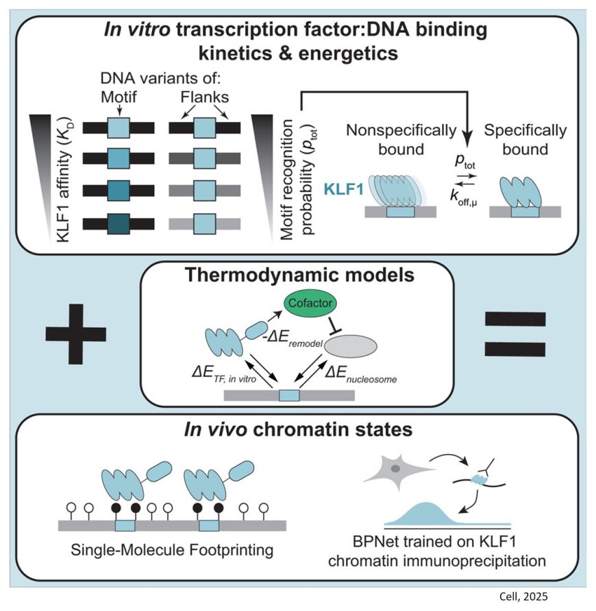 Thermodynamic principles link in vitro transcription factor affinities to single-molecule chromatin states in cells