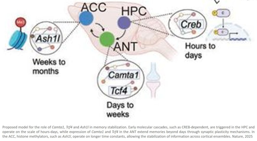 How the brain decides what to remember