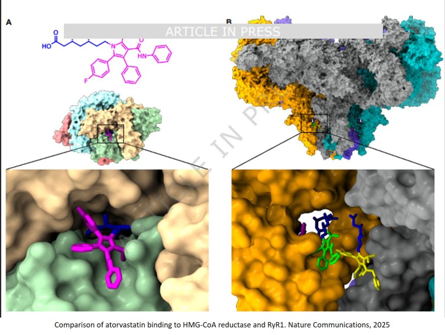 Cryo-electron microscopy reveals sequential binding and activation of Ryanodine Receptors by statin triplets