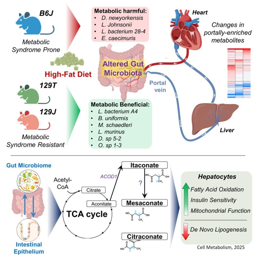 Portal vein-enriched metabolites as intermediate regulators of the gut microbiome in insulin resistance