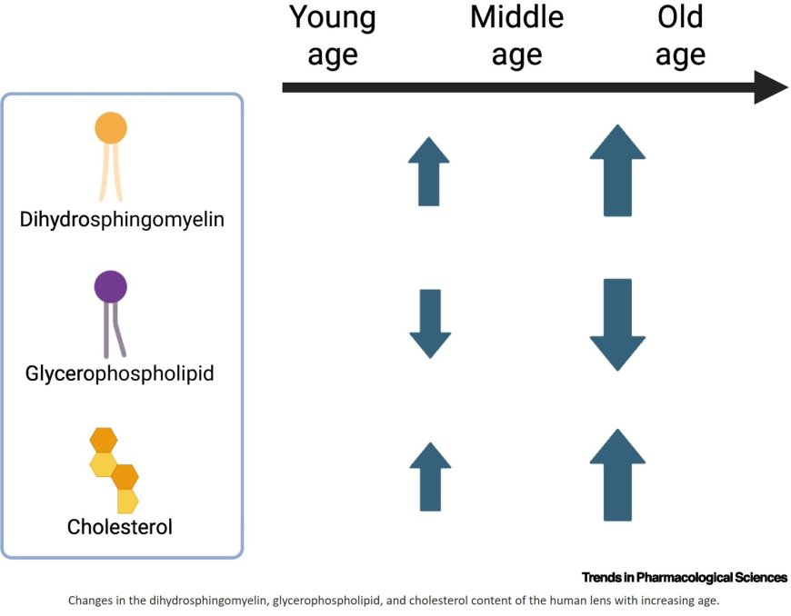 Lipids as pharmacological targets in age-related lens disease