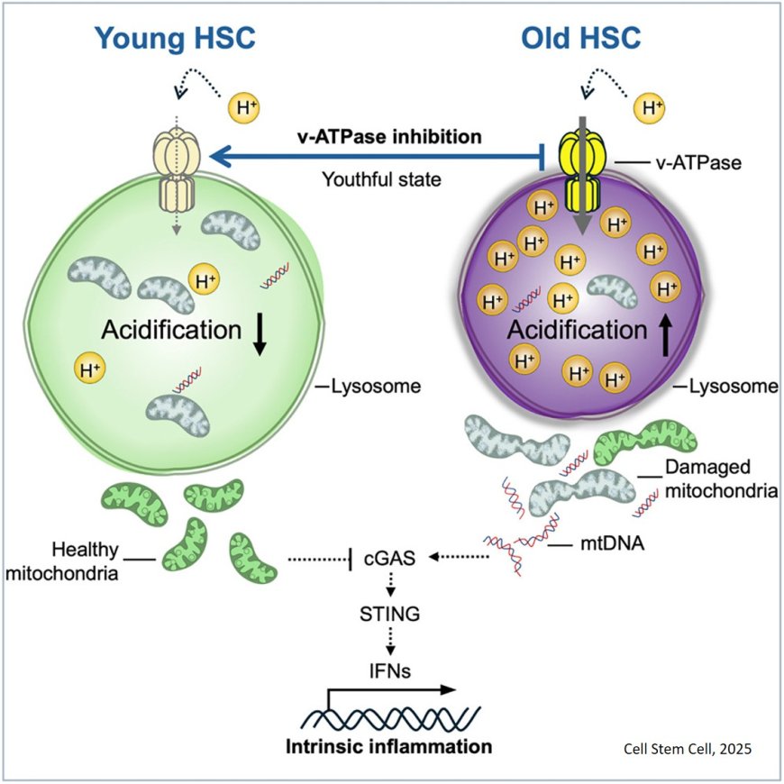 Reversing aging in blood stem cells by targeting lysosomal dysfunction